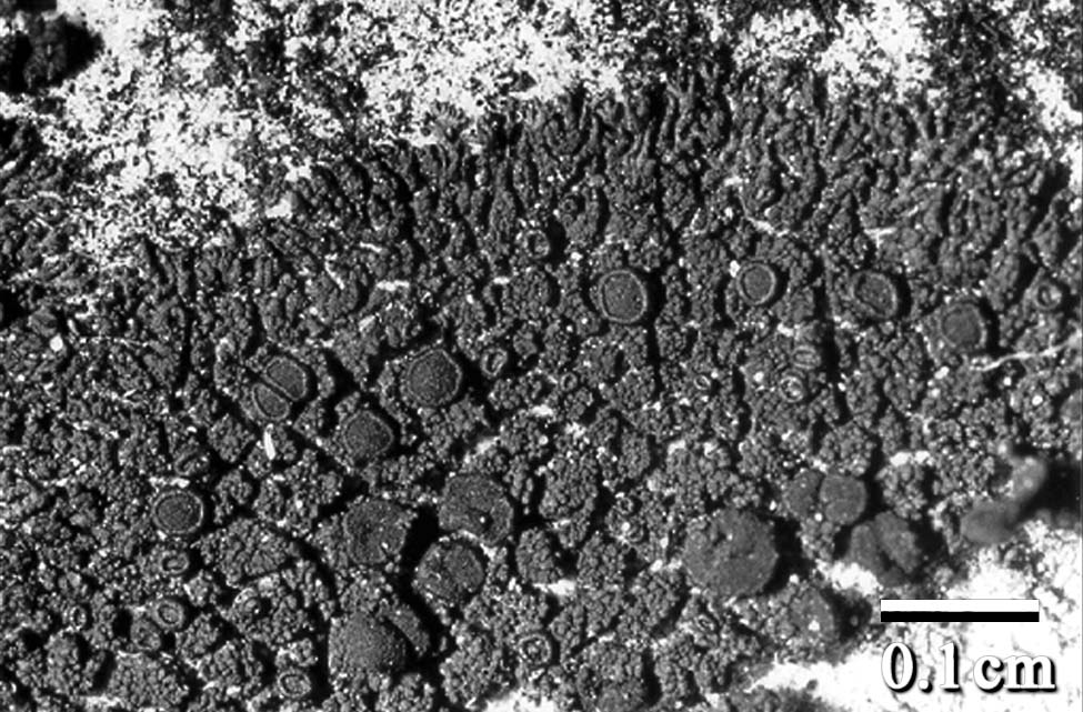 Представитель Семейства Placynthiaceae